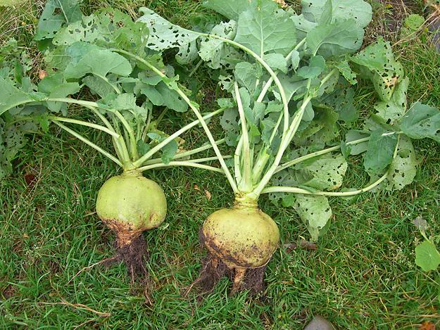 Simon lanttu, kuva Saini Huusko