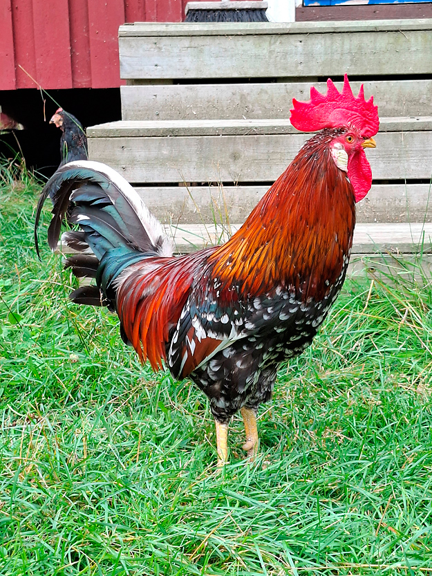 Kiuruvedenkannan kukko. Kuva Salla Rautio