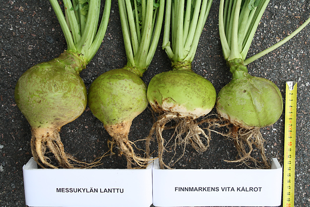 Lanttu, kuva Hannu Ahokas