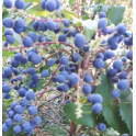 Mahonia